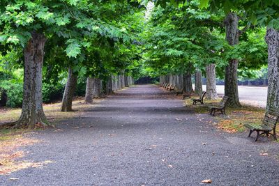 Empty road along trees in forest