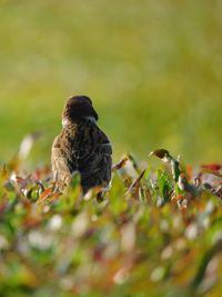 Close-up of bird perching on plant