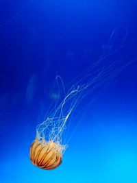 Close-up of jellyfish against blue background