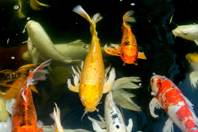 Close-up of koi carps swimming in sea