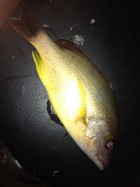 Close-up of food on table