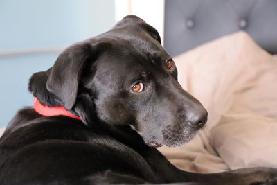 Close-up of dog resting on bed