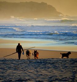 Silhouette dogs on beach against sky during sunset