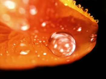 Close-up of orange over black background