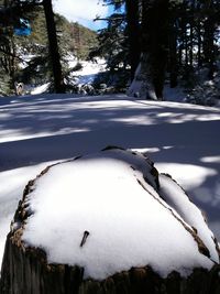 Close-up of snow on tree trunk