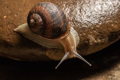 Close-up of snail