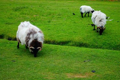 Sheep grazing in a field