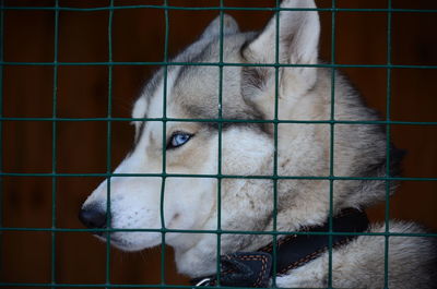 Close-up portrait of siberian husky in cage