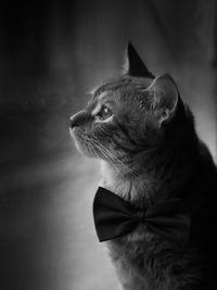 Close-up of cat with bowtie