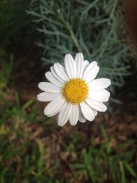 Close-up of white daisy blooming outdoors