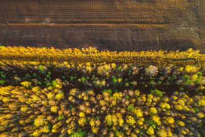 Aerial view of trees growing on landscape in forest