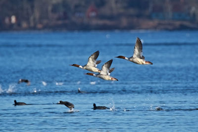 Seagulls flying over lake