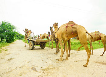 View of horse cart on street