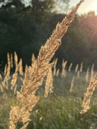 Close-up of stalks in field against sky