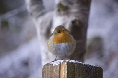 Close-up of bird perching on wooden post