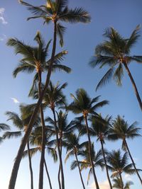 Low angle view of coconut palm trees against sky