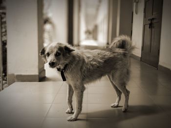 Close-up of dog at home