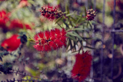 Close-up of red flowering plants