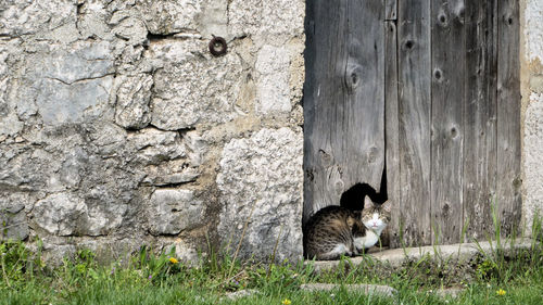 View of cat against old barn door 