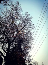 Low angle view of tree against clear sky