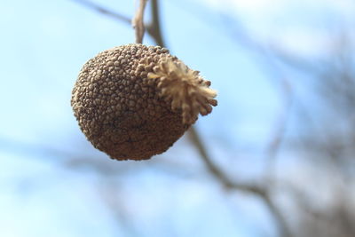 Low angle view of dried plant against blurred background