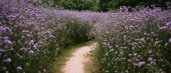 Purple flowering plants on field