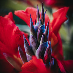 Close-up of red flowering plant