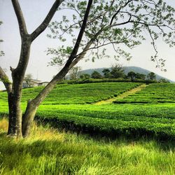 Scenic view of field against sky