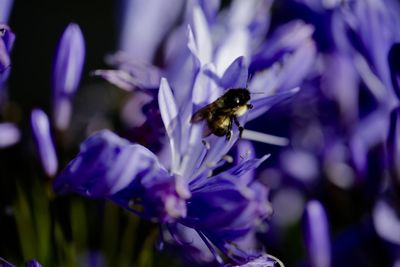 Close-up of bee pollinating on purple flower