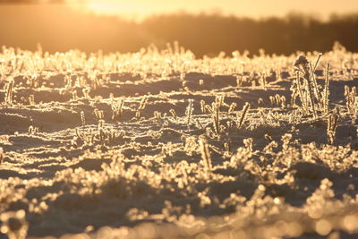 Frosted plants during sunset