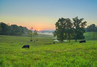 Sheep on grassy field against sky during sunset