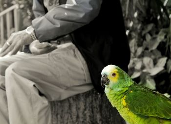 Close up of parrot
