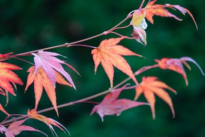 Close-up of maple leaves on plant