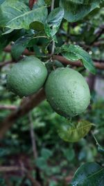 Close-up of fruit growing on tree