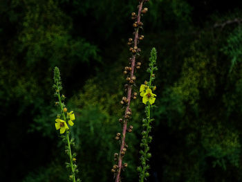 Close-up of yellow flowers on tree