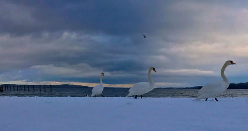 Birds flying over snow against sky