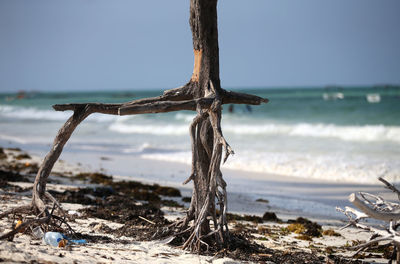 Close-up of tree trunk at beach against sky