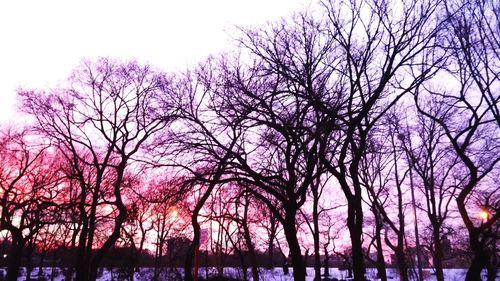 Low angle view of trees against sky