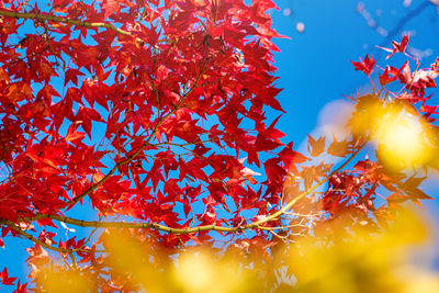 Low angle view of autumnal tree