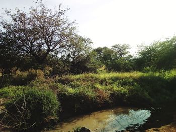 Scenic view of forest against clear sky