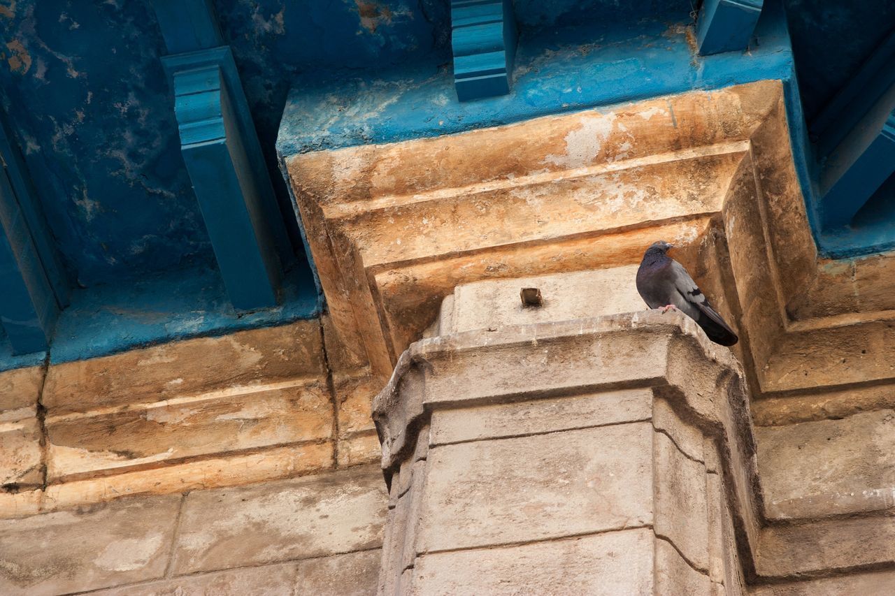 LOW ANGLE VIEW OF BIRD ON STAIRCASE