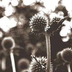 Close-up of flowers against blurred background