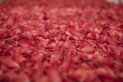 Full frame shot of red berries