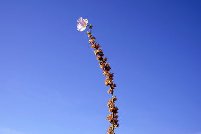 Low angle view of flowering plant against clear blue sky
