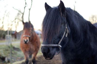 Close-up of horses standing against sky