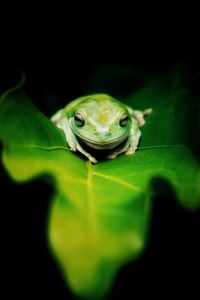 Close-up of lizard on leaf