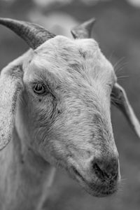 Close-up portrait of an animal