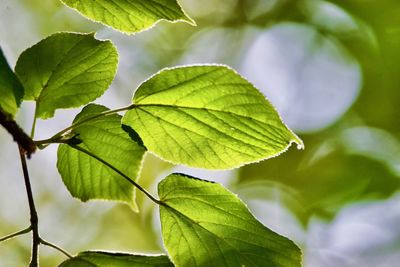 Close-up of green leaves on plant