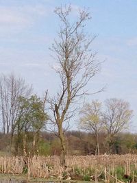 Bare trees on field