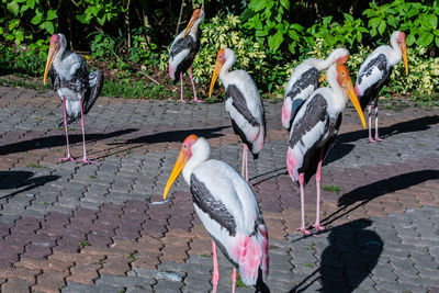 Birds perching on footpath